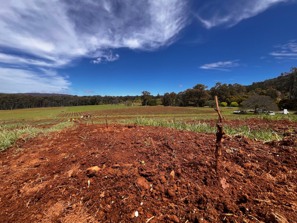 Our new Europa Vineyard in Stanley, Victoria