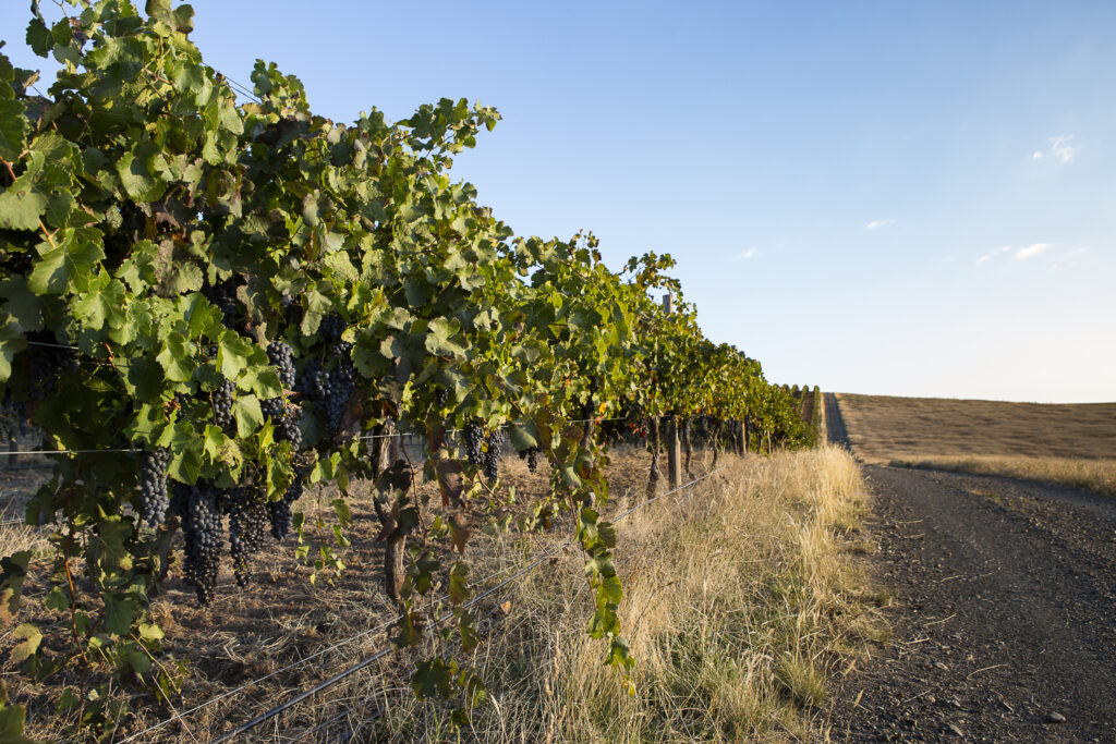 Decanter Magazine: Australia's Italian Varieties