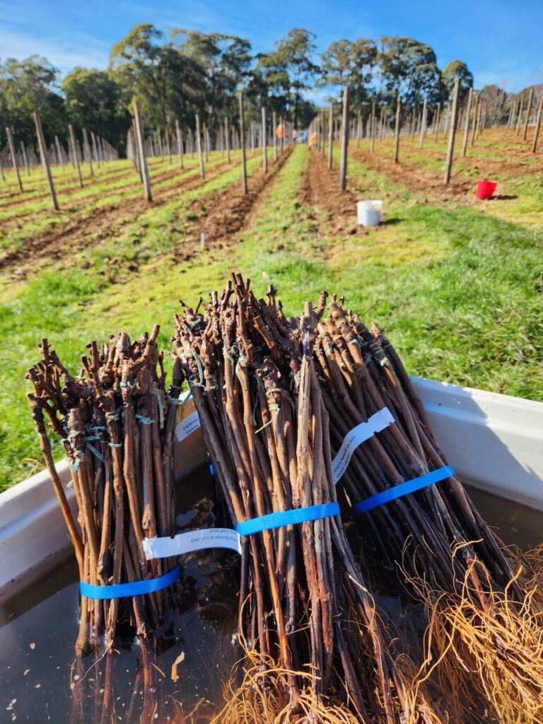 New plantings, and a promising season ahead at Europa