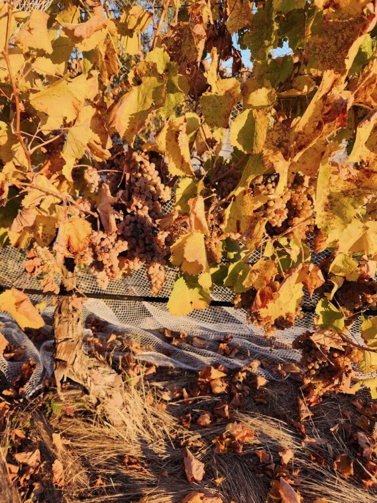 Rediscovering the sweet side of wine