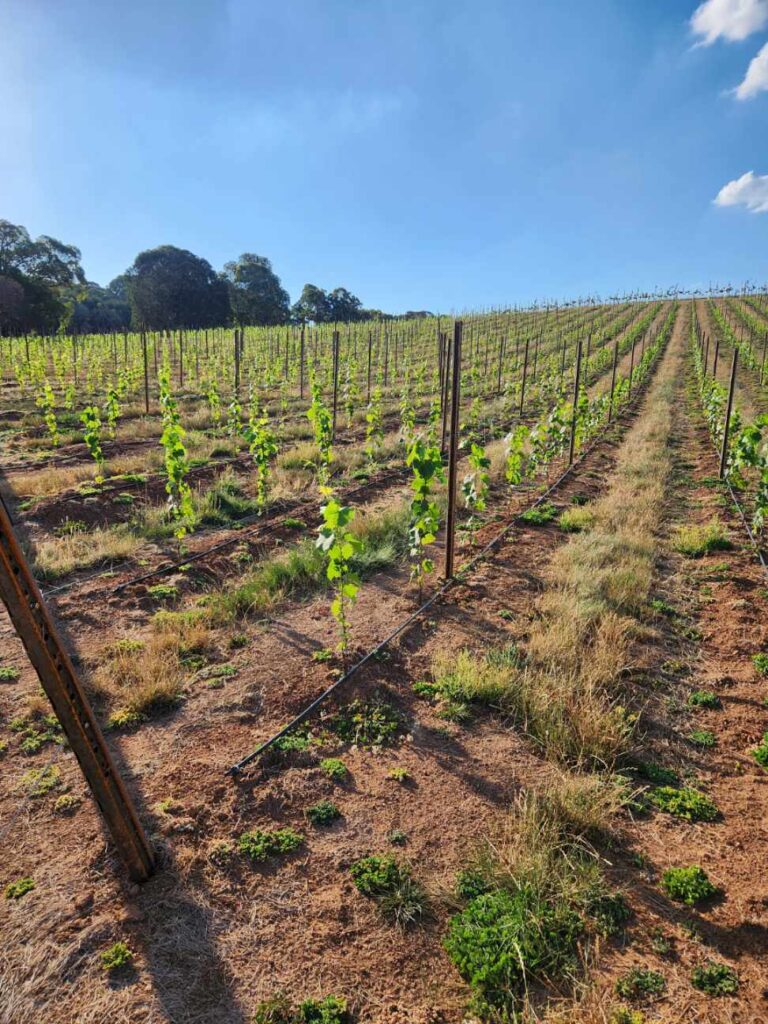 The pioneering spirit